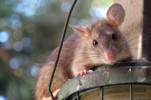 Rat extermination, Pest Control in Heston, Osterley, TW5. Call Now 020 8166 9746