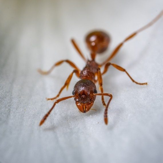 Field Ants, Pest Control in Heston, Osterley, TW5. Call Now! 020 8166 9746