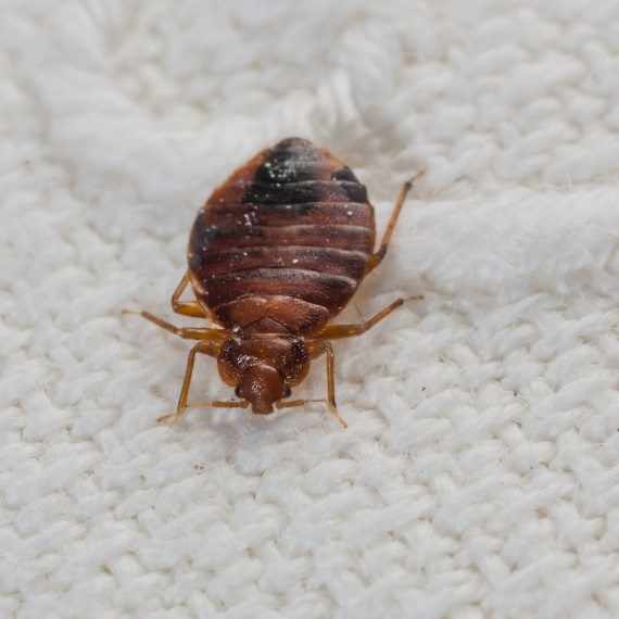 Bed Bugs, Pest Control in Heston, Osterley, TW5. Call Now! 020 8166 9746