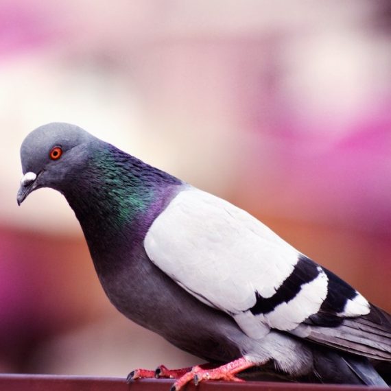 Birds, Pest Control in Heston, Osterley, TW5. Call Now! 020 8166 9746