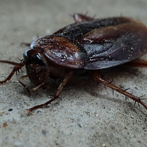Cockroaches, Pest Control in Heston, Osterley, TW5. Call Now! 020 8166 9746