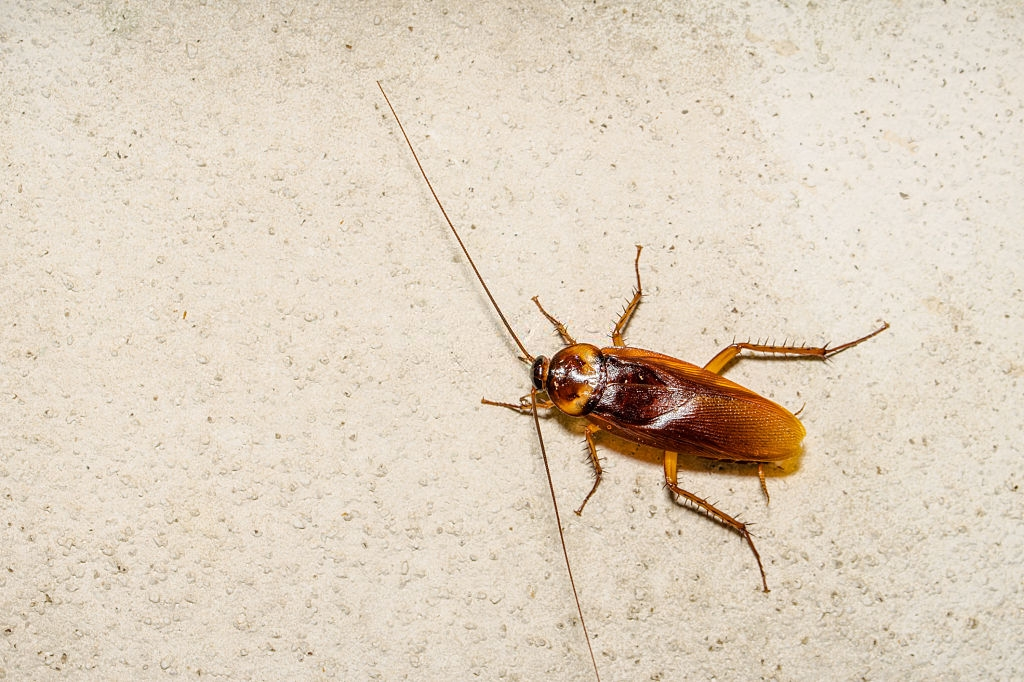 Cockroach Control, Pest Control in Heston, Osterley, TW5. Call Now 020 8166 9746