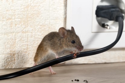 Pest Control in Heston, Osterley, TW5. Call Now! 020 8166 9746