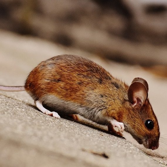Mice, Pest Control in Heston, Osterley, TW5. Call Now! 020 8166 9746
