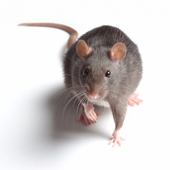 Rats, Pest Control in Heston, Osterley, TW5. Call Now! 020 8166 9746