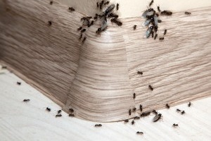 Ant Control, Pest Control in Heston, Osterley, TW5. Call Now 020 8166 9746