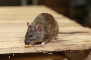 Mice Infestation, Pest Control in Heston, Osterley, TW5. Call Now 020 8166 9746