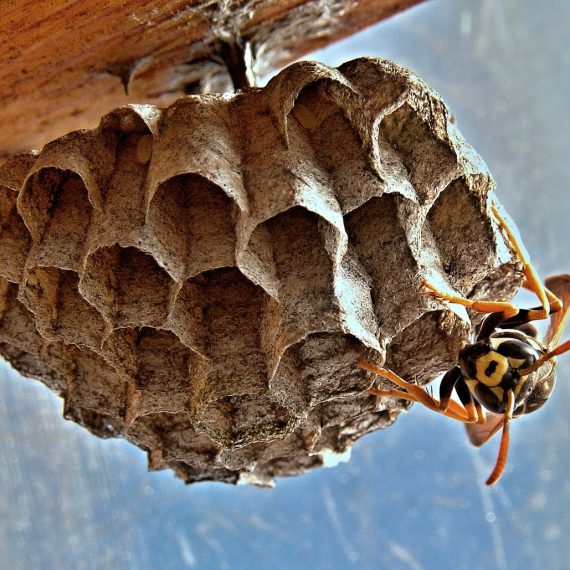 Wasps Nest, Pest Control in Heston, Osterley, TW5. Call Now! 020 8166 9746
